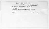 Fomitopsis betulina image